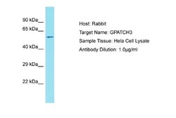 GPATCH3 Rabbit anti-Human, Polyclonal, Novus Biologicals 0.1ml; Unconjugated:Antibodies,